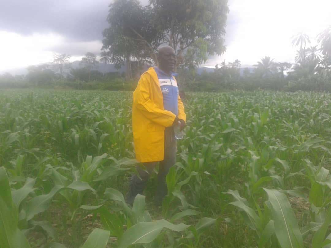 Champ de maïs SAFIET Cameroun